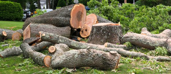 Large Tree Removal in Stafford