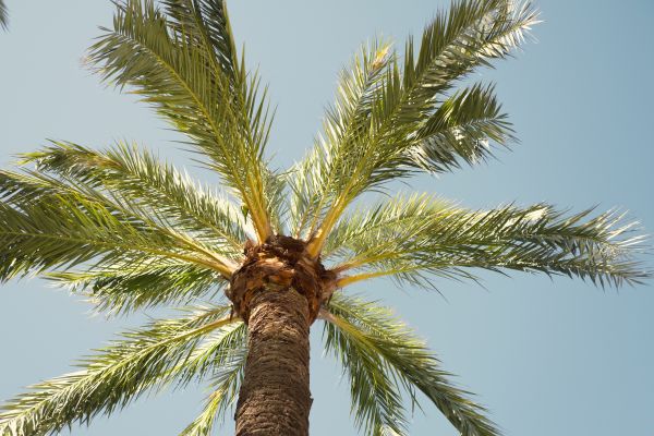 Palm Tree Removal in Stafford