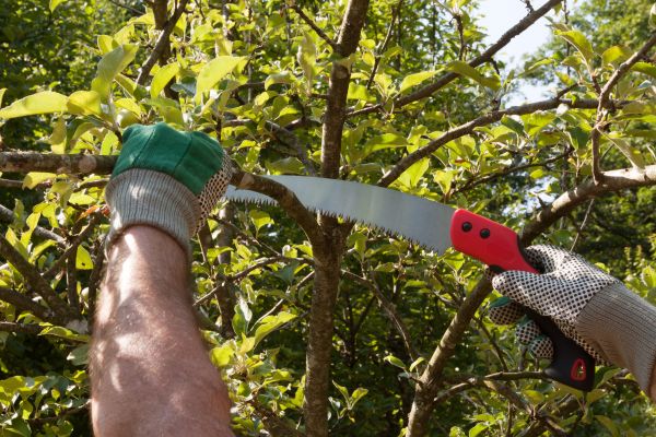 Small Tree Removal in Stafford