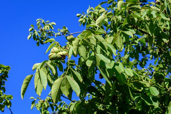 Walnut Tree Removal in Stafford