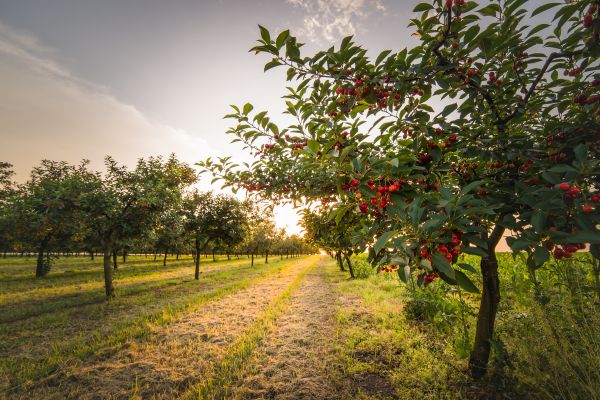 Cost of Cherry Tree Removal in Stafford
