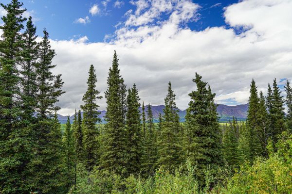 Cost of Spruce Tree Removal in Stafford