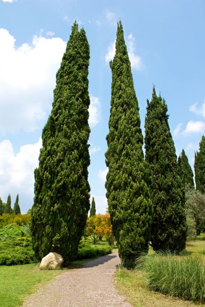Cypress Tree Removal in Stafford