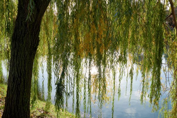Willow Tree Removal in Stafford