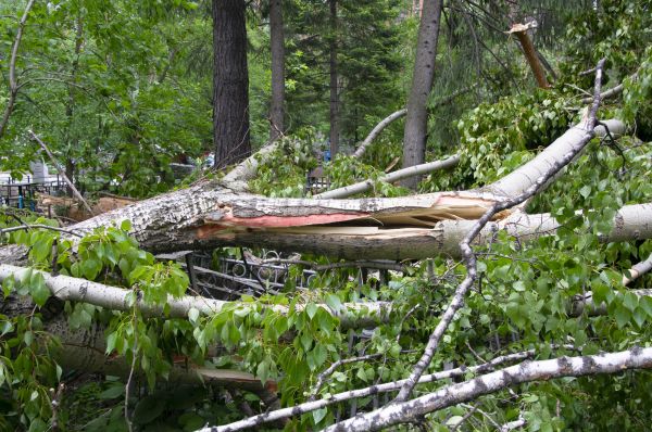 Cost of Birch Tree Removal in Stafford