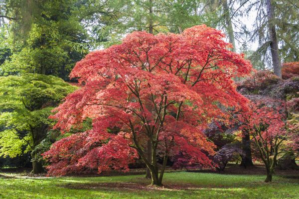 Maple Tree Removal in Stafford