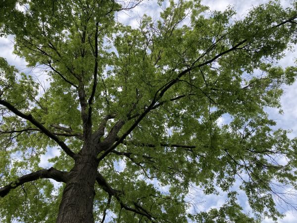 Oak Tree Removal in Stafford