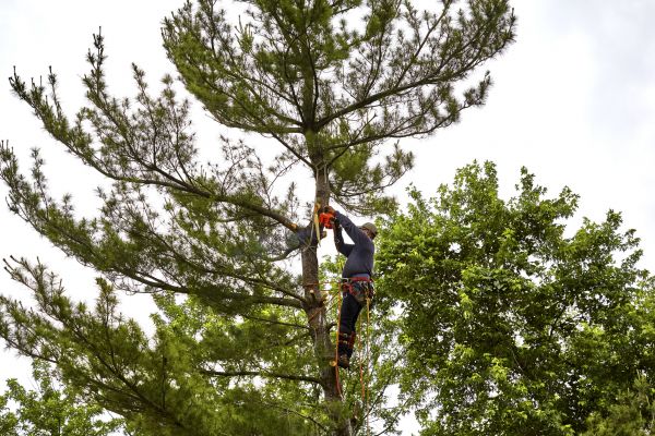 Pine Tree Removal in Stafford