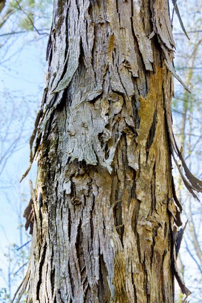 Cost of Hickory Tree Removal in Stafford
