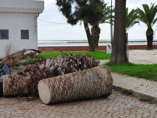 Palm Trees Removal in Stafford