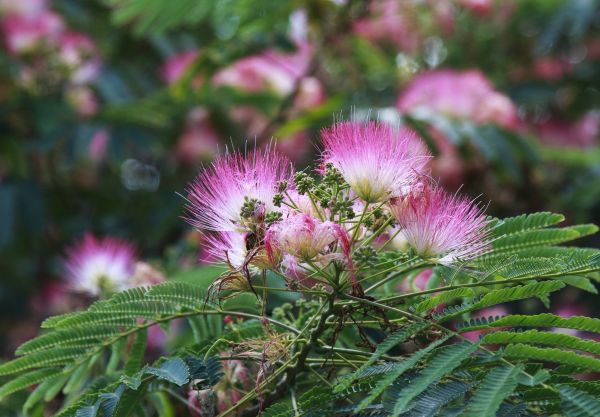Cost of Mimosa Tree Removal in Stafford