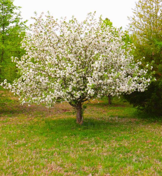 Cost of Dogwood Tree Removal in Stafford