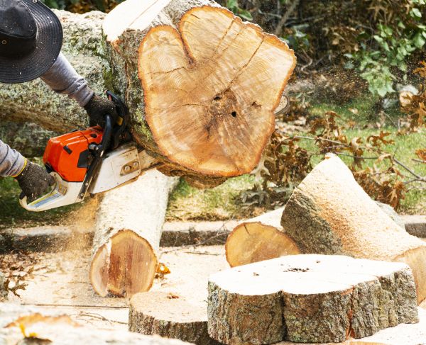 Tree Removal Service in Stafford