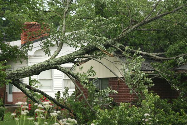 Emergency Tree Removal in Stafford