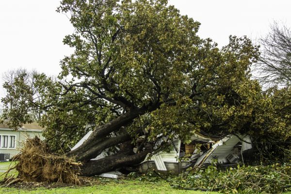 Fallen Tree Removal in Stafford