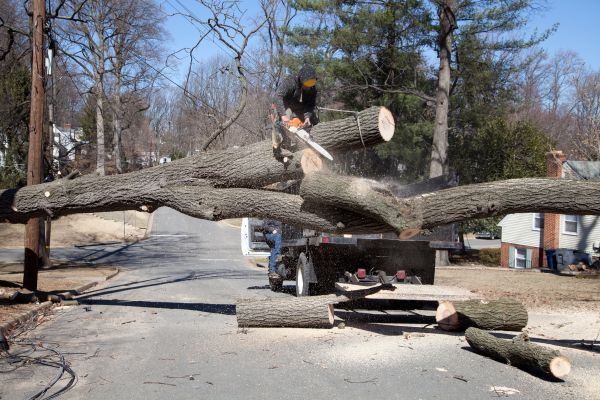 Residential Tree Removal in Stafford