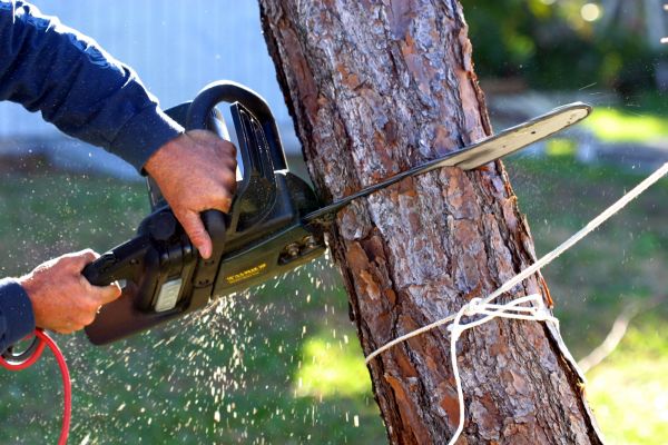Dead Tree Removal in Stafford
