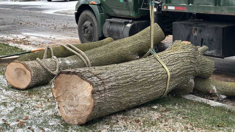 Elm Tree Removal