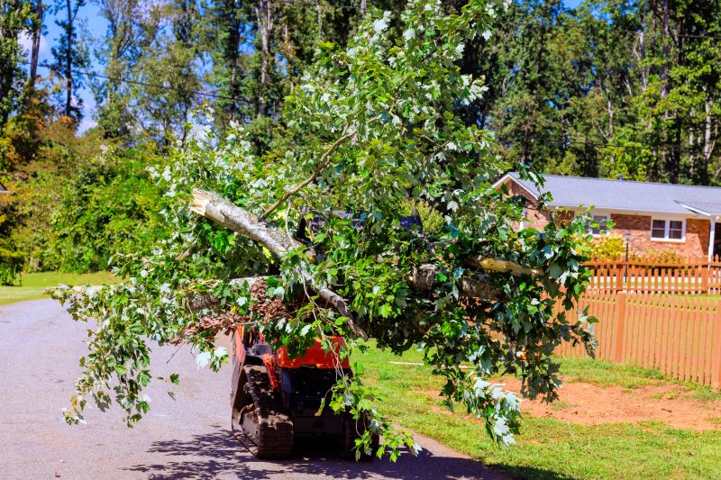 Dead Tree Removal detail