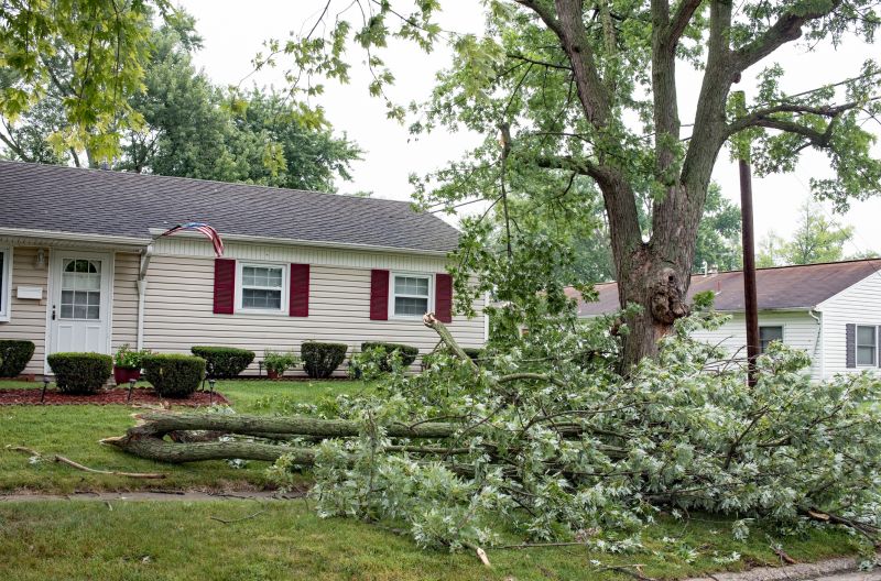 Fallen Tree Removal detail