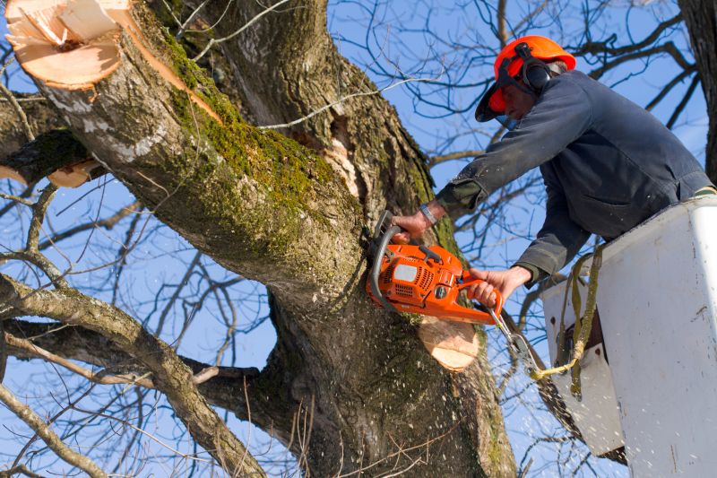Spruce Tree Removal