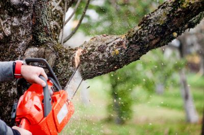 Tree Felling Process
