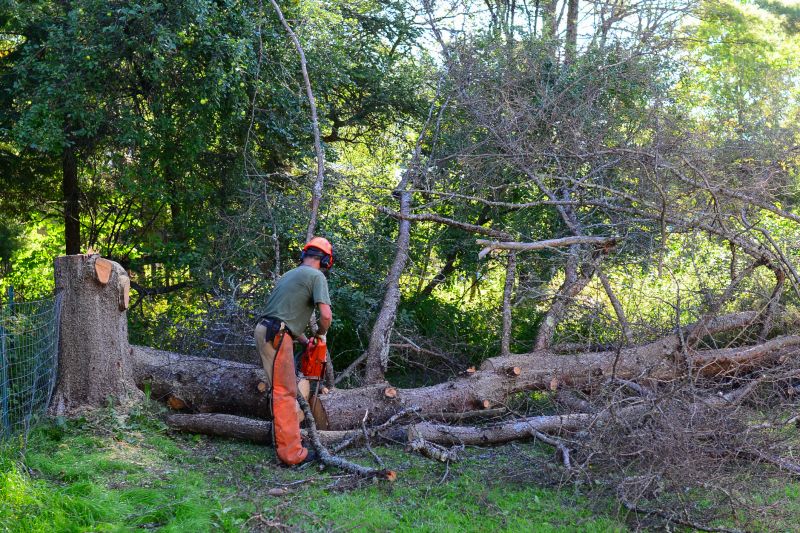 Tree Removal Near a Residential Property