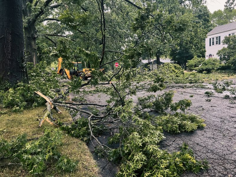Tree Removal Companies