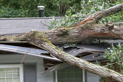 Emergency Tree Services